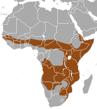 Distribución da mangosta raiada.
