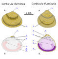 Schéma de coquilles du genre Corbicula