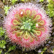 Drosera allantostigma