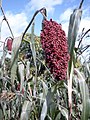 Sorghum bicolor