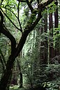 Punapuita Muir Woods National Monument -suojelualueella. Alue kuuluu National Register of Historic Places -suojelurekisteriin.