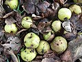 Divlje jabuke, Malus sylvestris