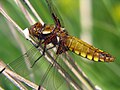 Picellwr praff - Libellula depressa