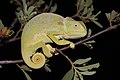 Iguania/Chamaeleonidae (Kinyonga shingo-lisani Chamaeleo dilepis)