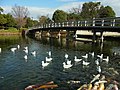 白鳥庭園 Shirotori Garden