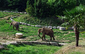 Deux éléphants dans la prairie.