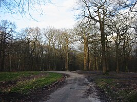 La forêt de Fausses-Reposes.