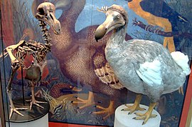 Fotka zabírající muzejní expozici; v pozadí malba dronta s hnědým peřím a v popředí na podstavcích vlevo kostra ptáka a vpravo plastika šedého dronta se žlutými pařáty