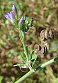 flowers and mature helicoidal fruits