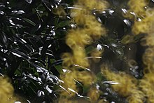 Picture of Forsythia with doughnut-shaped foreground bokeh, due to the use of a catadioptric system. Focus on background