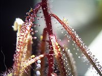 Drosera hartmeyerorum