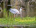 Image 68Great blue heron lurching its head back to swallow a brown watersnake in Green Cay Wetlands