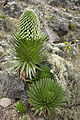 Lobelia deckenii a 4000 m de altitude.