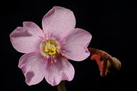 Drosera natalensis