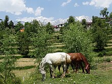 Un poney gris et un roux broutant avec des montagnes en arrière-plan.