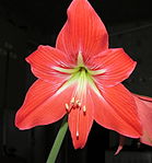 Zygomorf blomma hos Amaryllis (Hippeastrum).