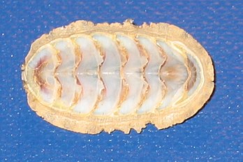 Polyplacophora