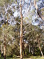 Eucalyptus benthamii