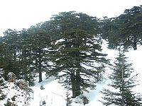 أشجار الأرز اللبناني أثناء الشتاء، في غابة أرز الرب