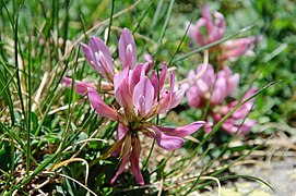 Trifolium alpinum, ou trèfle des montagnes.