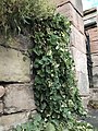 Planta que crece fuera de una grieta en la pared de la iglesia de Paxton (Scottish Borders, cerca de Berwick-upon-Tweed)
