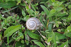 Snail in Kundadri Hills