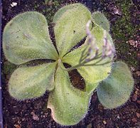 Drosera erythrorhiza