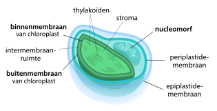 Diagram van een chloroplast die door vier membranen is omsloten (secundaire endosymbiose). Rechts is de nucleomorf te zien.