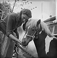 Horse market (1961)