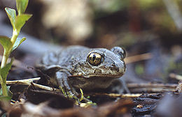 Barna ásóbéka (Pelobates fuscus)