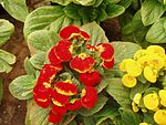 ĉambra kalceolorio (Calceolaria Herbeohybrida)