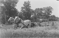 Horse-drawn reaper in Canada in 1941