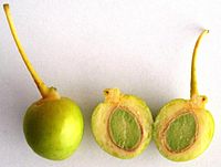 Zaden van de naaktzadige Japanse notenboom (Ginkgo biloba)