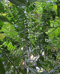 Description de l'image Haptanthus-tree.jpg.