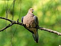 Image 76Mourning dove perched in Prospect Park, Brooklyn