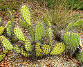 Prickly pear is a kind of cactus