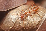 Red Weaver ant, Oecophylla smaragdina in Bangalore, India