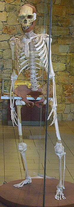 Homo erectuksen rekonstruktio, Westfälisches Museum für Archäologie, Herne