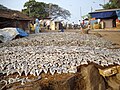 Mengeringkan ikan asin, di pelabuhan Malpe