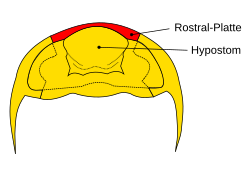 Unterseite des Cephalons bei Trilobiten