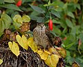 Sharp-shinned Hawk (kijana)