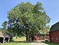 American elm located at the Hill-Stead Museum in Farmington, Connecticut (August 2021)