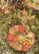 Drosera kaieteurensis