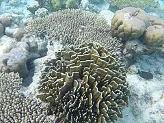Heliopora coerulea, un « corail bleu »