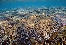 Acropora millepora