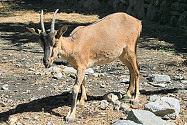 Kri-kri (kretski kozorog) živi v zaščitenih naravnih parkih v soteski Samarije in na otoku Agios Theodoros