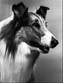 Il Rough Collie è entrato nell'immaginario collettivo come il personaggio di Lassie.