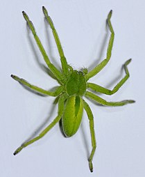 Păianjenul Micrommata virescens este verde datorită prezenței pigmentului biliar în hemolimfa păianjenului și în fluidele tisulare.[17]