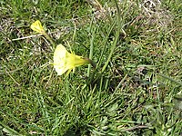 Grupo 10, Narcissus bulbocodium subsp. graellsii