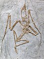 Fossil specimen of early Cretaceous pterosaur Sinopterus dongi